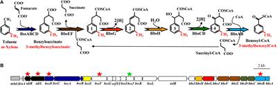 Transcriptional Regulation of the Peripheral Pathway for the Anaerobic Catabolism of Toluene and m-Xylene in Azoarcus sp. CIB